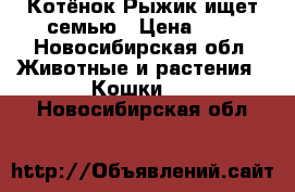 Котёнок Рыжик ищет семью › Цена ­ 1 - Новосибирская обл. Животные и растения » Кошки   . Новосибирская обл.